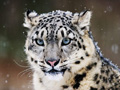 腾远智拓无线传输系统完美助攻收获全球首次雪豹求偶影像